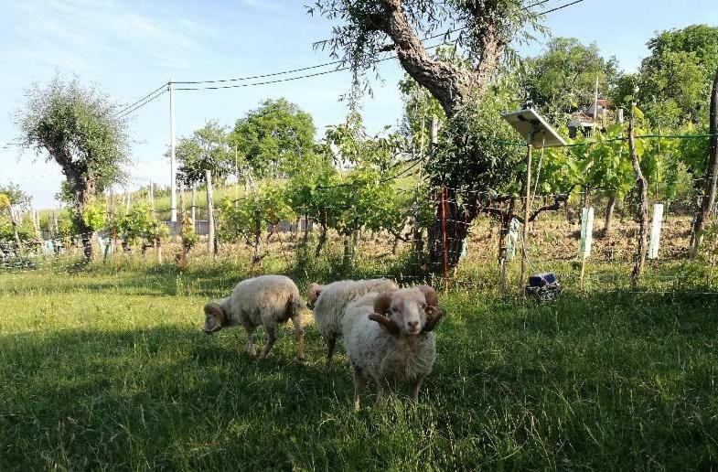 Wine House Rakar ξενώνας Gračišče Εξωτερικό φωτογραφία
