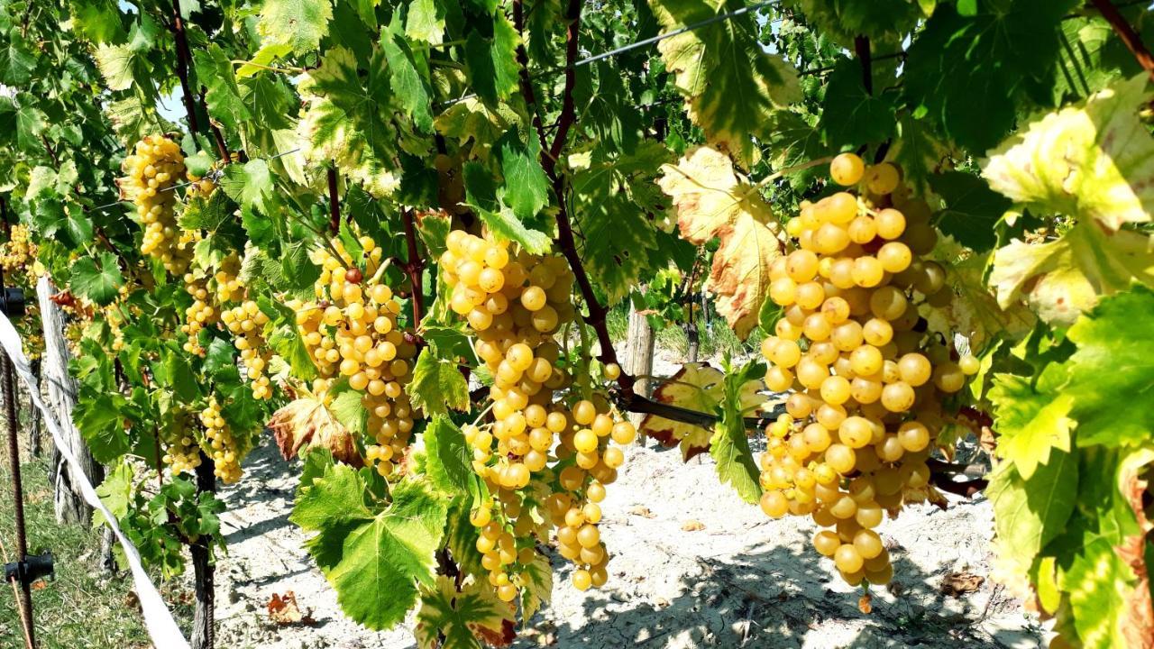 Wine House Rakar ξενώνας Gračišče Εξωτερικό φωτογραφία